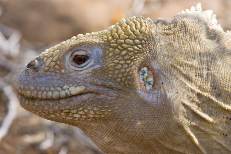 Galápagos Land Iguana